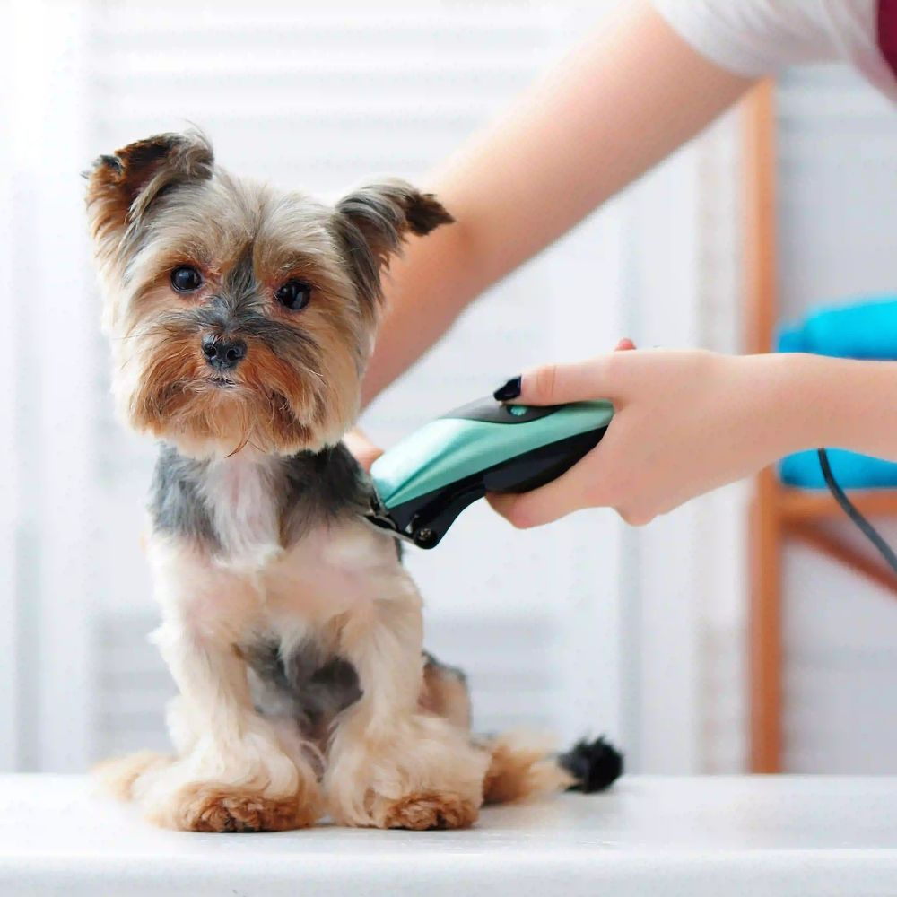 Pet Grooming