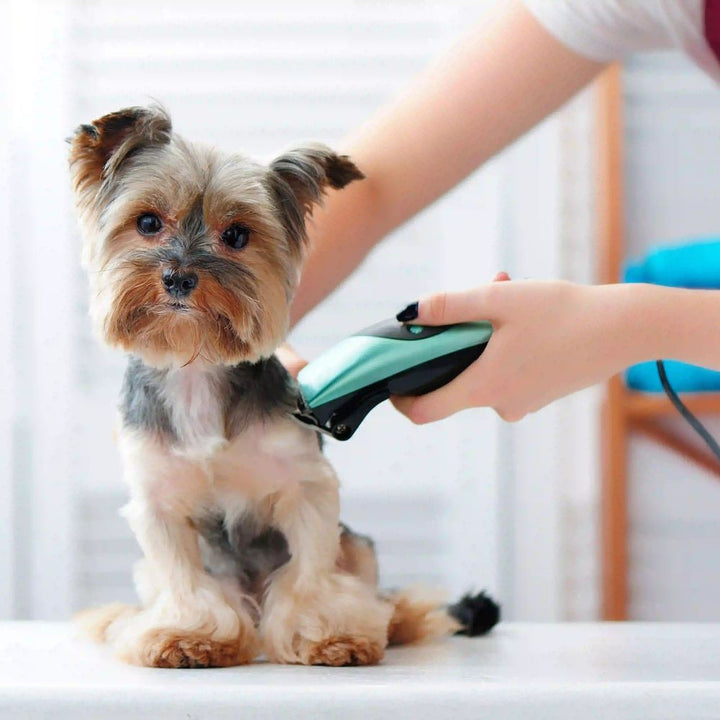 Pet Grooming