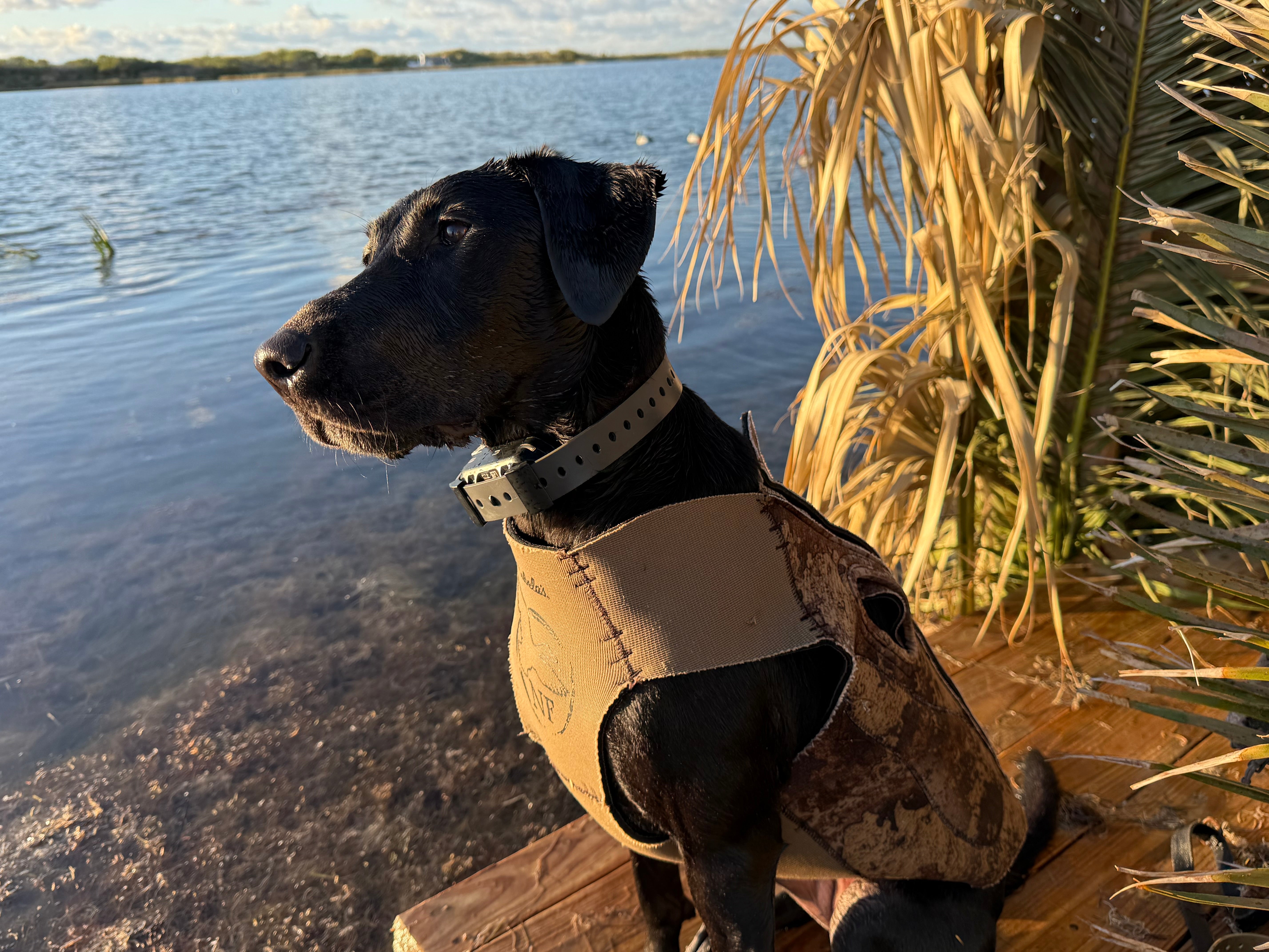 Training Collar Setup