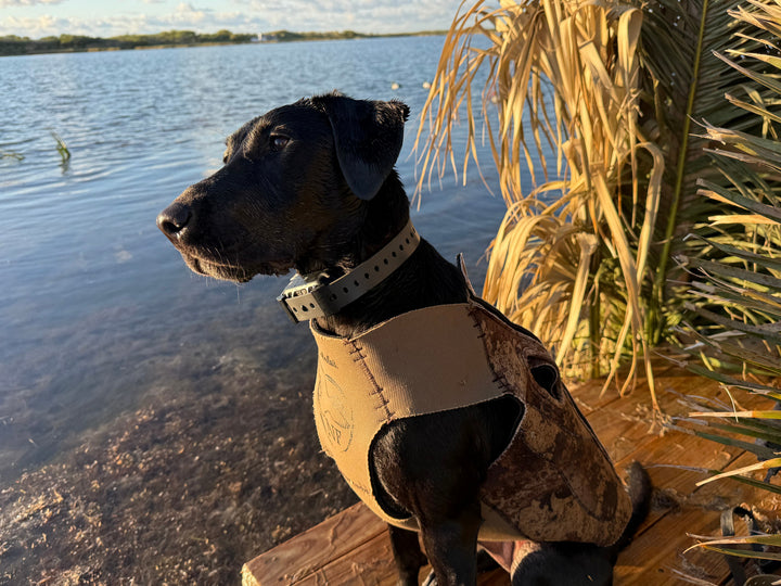 Training Collar Setup