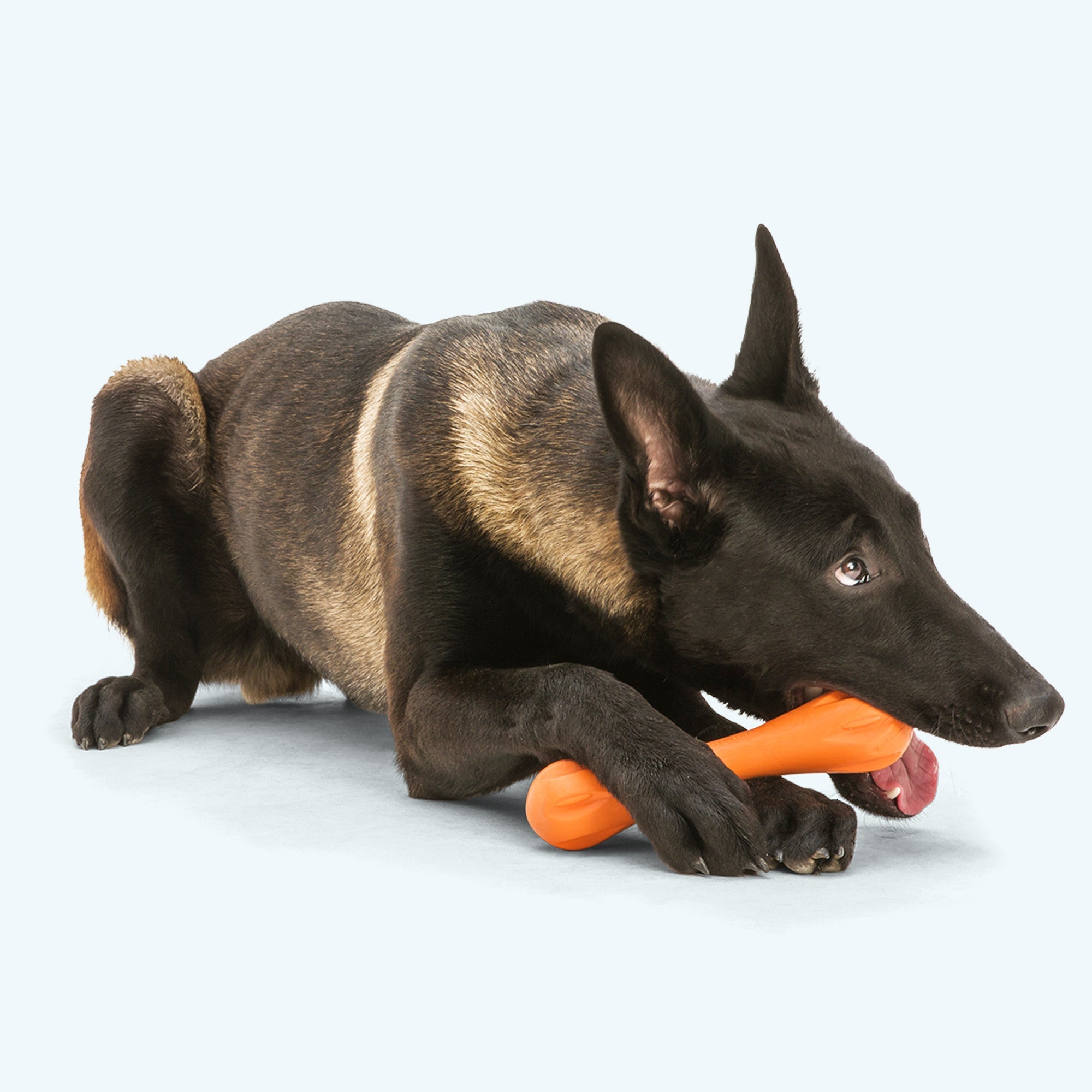 Hurley Chew Toy