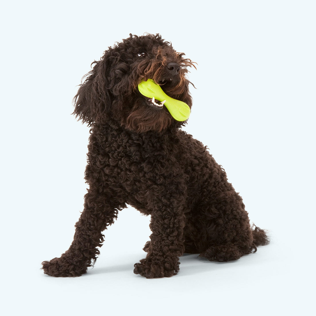Hurley Chew Toy