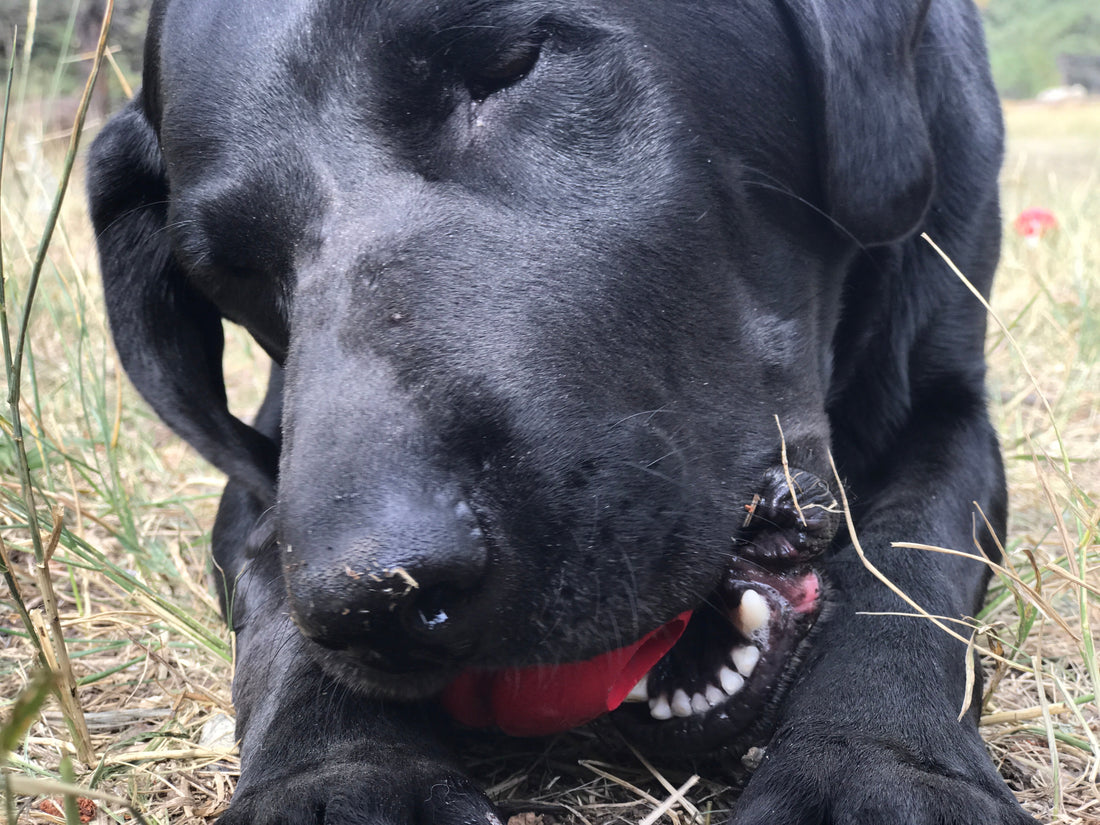 USA-K9 Stars and Stripes Rubber Dog Toy | K9 Handler Reward Toy | Red | USA Made