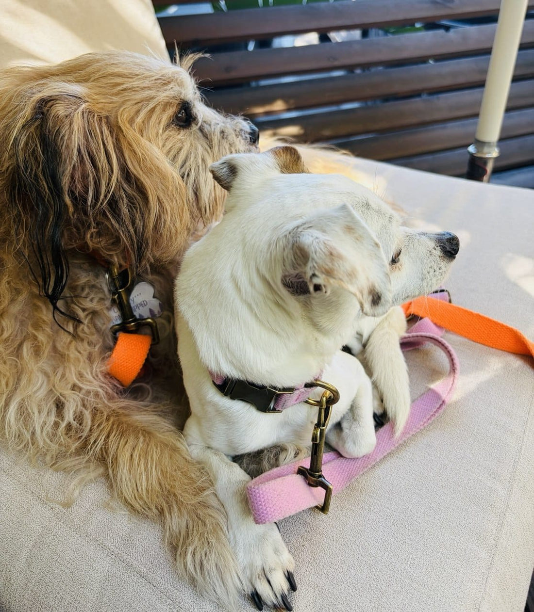 Tilley + Me Hemp Cotton Dog Leash - Durable, Sustainable, Adjustable, Lightweight & Soft-Malibu