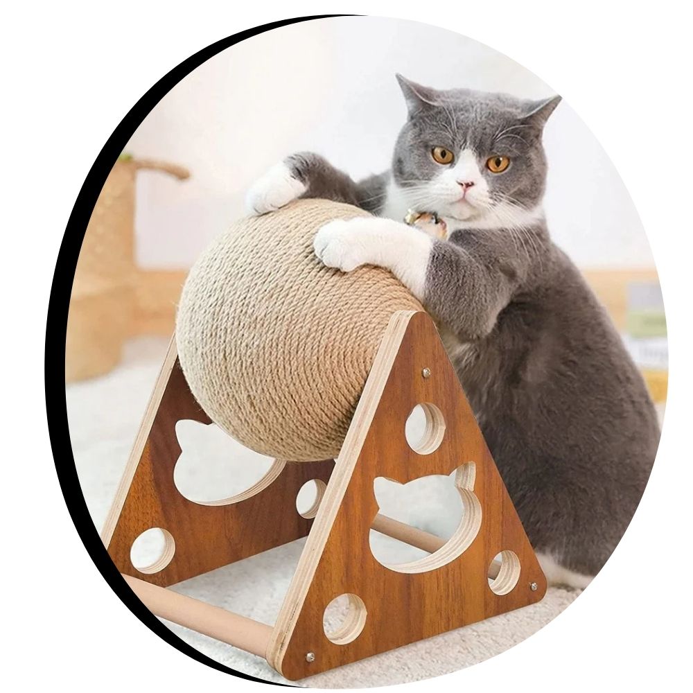 Gray British shorthair cat scratching sisal rope ball on wooden stand
