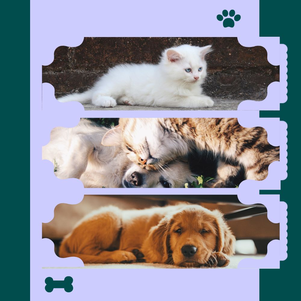 Collage of white kitten tabby cat and golden retriever puppy resting