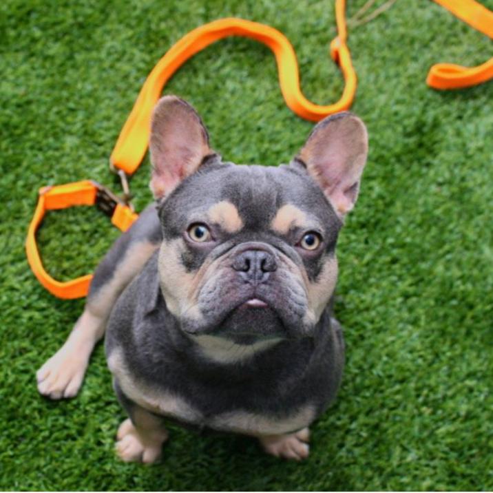Tilley + Me Hemp Cotton Dog Leash - Durable, Sustainable, Adjustable, Lightweight & Soft-Malibu