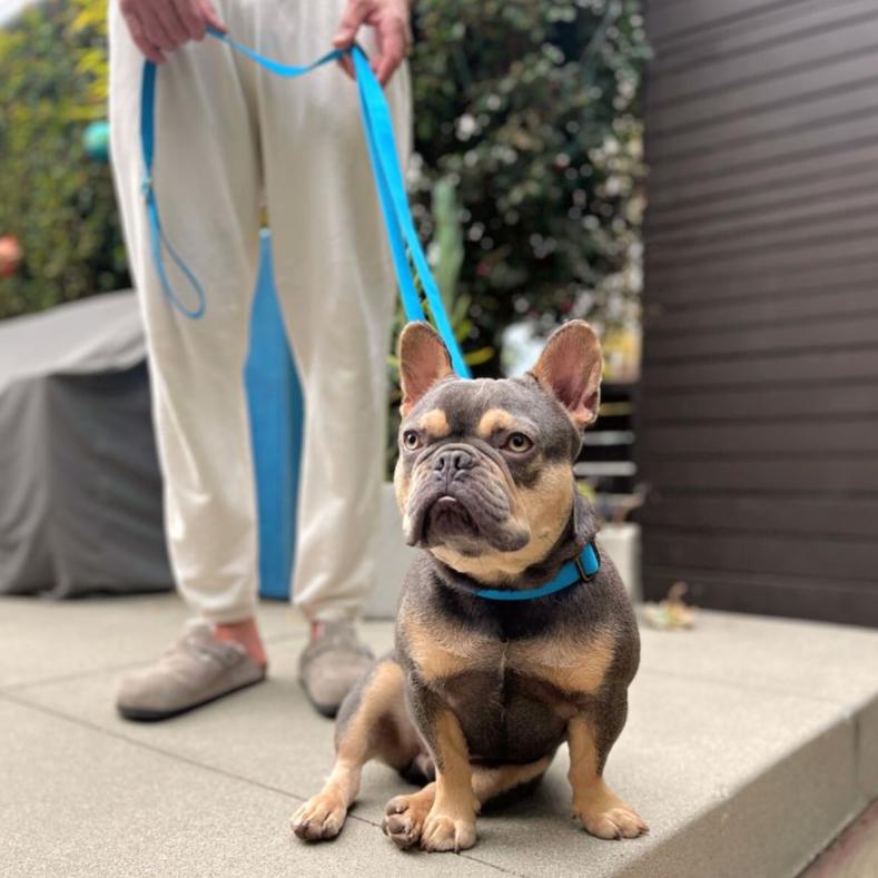 Tilley + Me Hemp Cotton Dog Leash - Durable, Sustainable, Adjustable, Lightweight & Soft-Malibu